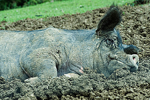 猪,卧,泥