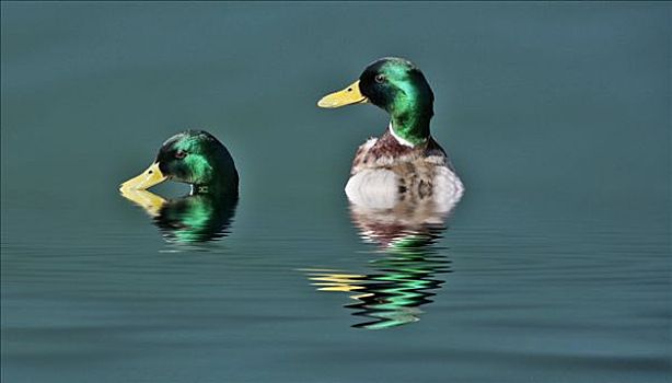 两个,野鸭,绿头鸭,游泳,照片,构图