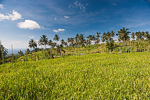 稻田,稻米,成熟,就绪,收获,椰树,龙目岛,印度尼西亚