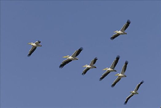 白鹈鹕,成群,飞,成年,纳库鲁湖,肯尼亚,非洲