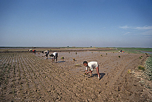 农民,种植,稻米,幼苗,孟加拉