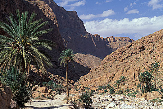 摩洛哥,峡谷,棕榈树,岩石,仰视,石灰石,悬崖