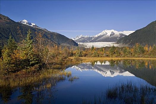 棉田豪冰河,海岸,反射,水塘,通加斯国家森林,东南阿拉斯加,秋天