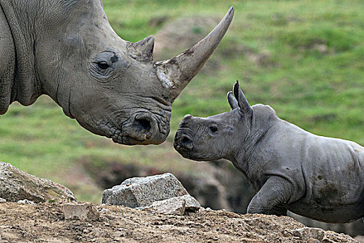 白犀牛,母亲,非洲