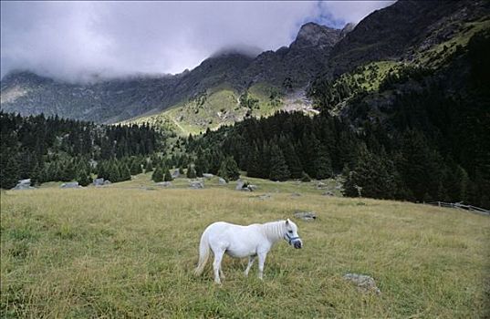 白马,牧场,背景,特塞尔,山脉,南蒂罗尔,意大利