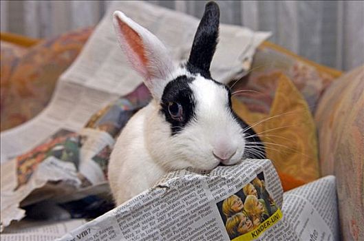 迷你兔,向上,报纸