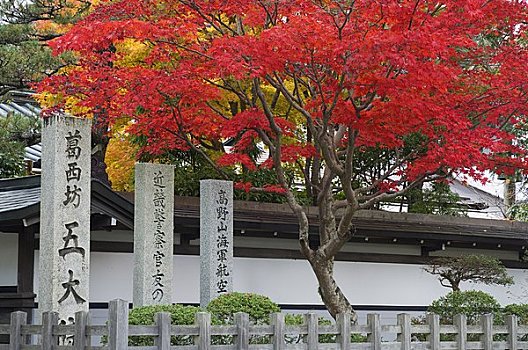 鸡爪枫,高野山,日本