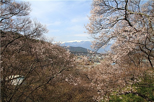 樱花,长野,日本