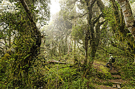 女性,远足者,背包,雨林,远足,小路,艾格蒙特国家公园,北岛,新西兰