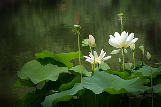 荷花,lotus