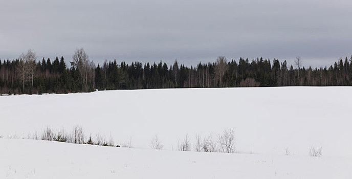 芬兰,风景,雪,木头
