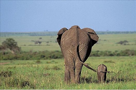 大象,非洲象,后视图,哺乳动物,马赛马拉,肯尼亚,非洲,动物