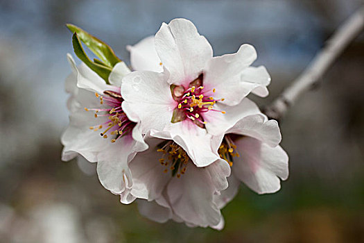 特写,樱花