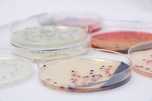 微生物细菌培养皿