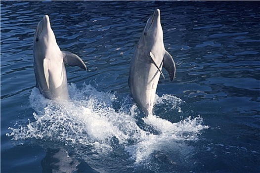 海豚,展示,加勒比海,漂亮