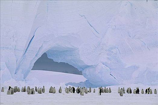 帝企鹅,大,栖息地,海冰,阿特卡湾,公主,海岸,威德尔海,南极