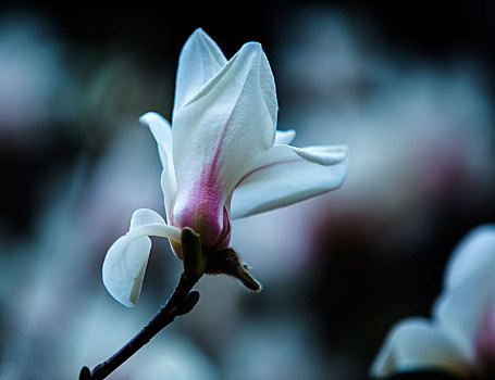 白玉兰花,木兰花