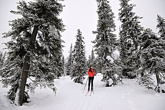 美女,滑雪,雪中,遮盖,树林,拉普兰,芬兰