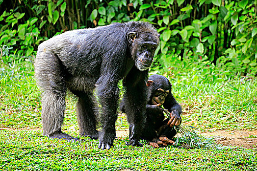 黑猩猩,鹪鹩,成年,幼兽,吃,俘获,中间,非洲
