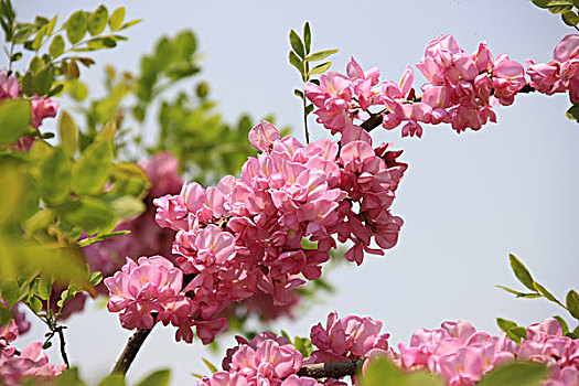 大自然,花枝