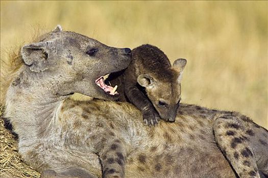 斑鬣狗,母兽,玩,星期,老,幼兽,马赛马拉国家保护区,肯尼亚