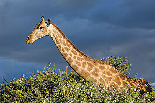 非洲,纳米比亚,埃托沙国家公园,长颈鹿,骆驼,刺,树,年轻,画廊