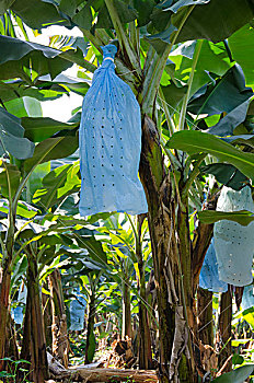 危地马拉,香蕉,种植园,束,悬挂,遮盖,塑料袋,杀虫剂,防护,成熟,作物