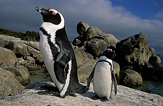 非洲企鹅,黑脚企鹅,濒危物种,漂石,海滩,城镇,南非,非洲