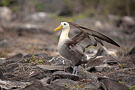 信天翁,成年,伸展,翼,加拉帕戈斯群岛