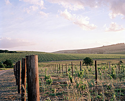 南非,葡萄种植