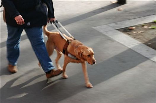 法国,巴黎,道路,失明,男人,导盲犬,拉布拉多犬