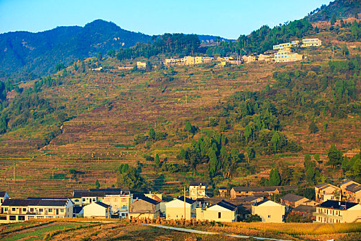 稻田,稻子,山村,收获,金秋