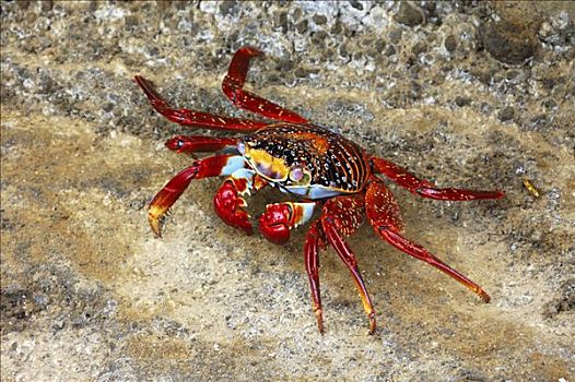 细纹方蟹,方蟹,加拉帕戈斯群岛,厄瓜多尔,南美