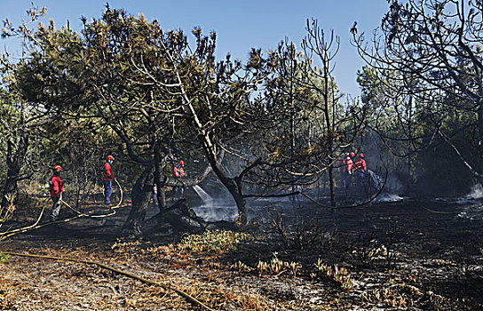 消防队,放,室外,灌丛火灾,靠近,区域,葡萄牙,欧洲