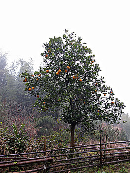 橘子树