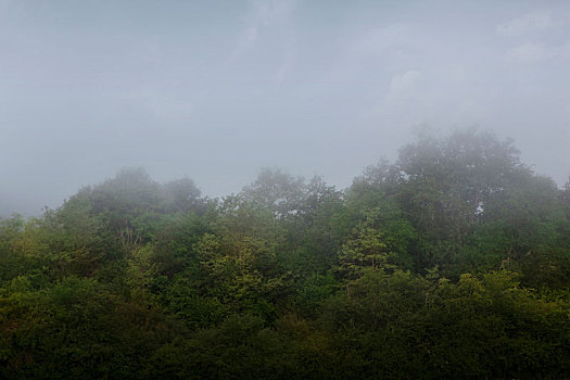 雾,乡村