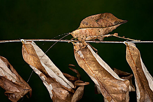 纺织娘,螽蟖科,模仿,叶子,国家公园,亚马逊雨林,厄瓜多尔