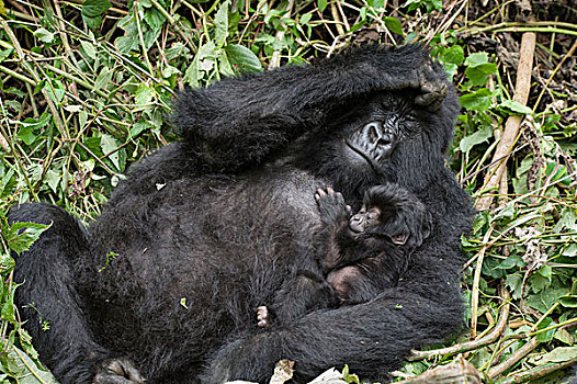 山地大猩猩,大猩猩,母亲,拿着,三个,星期,老,幼仔,国家,卢旺达