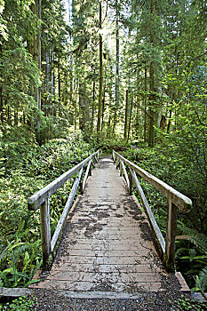 木桥,红杉林,红杉国家公园,加利福尼亚,美国