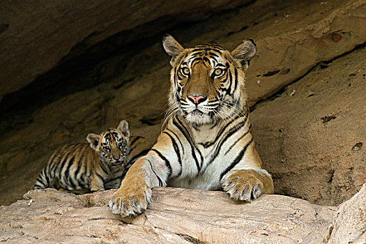 孟加拉虎,虎,母亲,五个,星期,老,幼兽,巢穴,班德哈维夫国家公园,印度