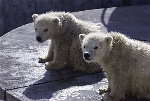 北极熊,幼兽