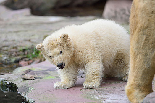 北极熊,小动物,石头,迎面,站立