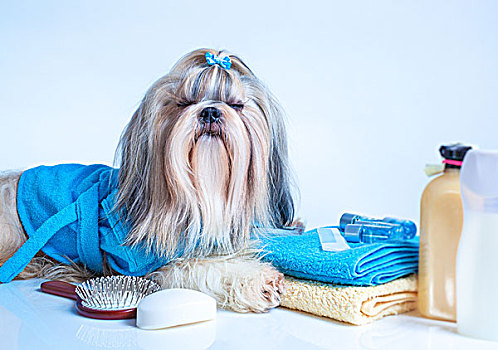 西施犬,狗,洗,概念,头像,梳子,毛巾,肥皂,白色背景,蓝色背景,放松,衣服,眼睛