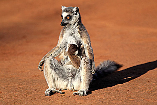 节尾狐猴,狐猴,日光浴,贝伦提保护区,马达加斯加,非洲