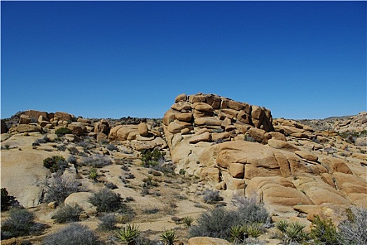 石头,沙漠植物,蓝天,约书亚树国家公园