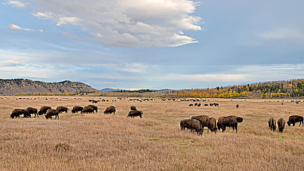 野牛,牧群,麋鹿,牧场,大台顿国家公园,怀俄明,美国