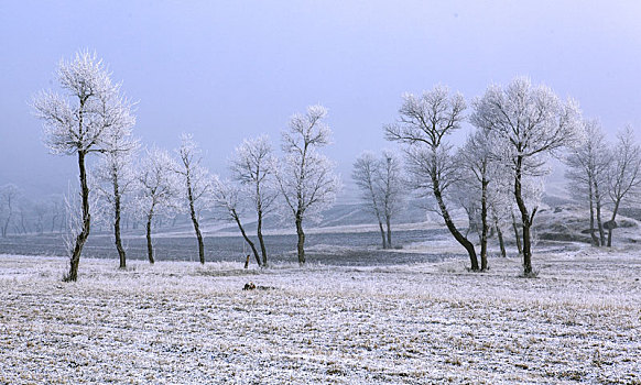 冬雪树挂