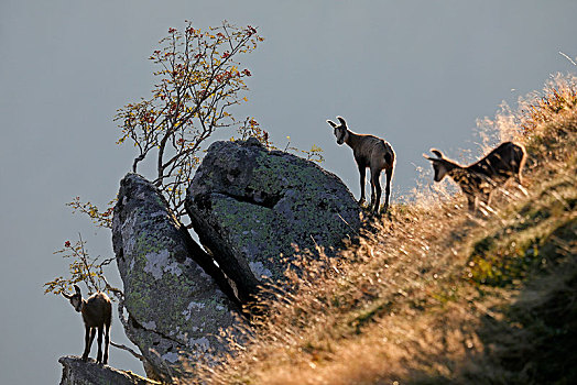 岩羚羊,臆羚,小动物,站立,石头,孚日,法国,欧洲