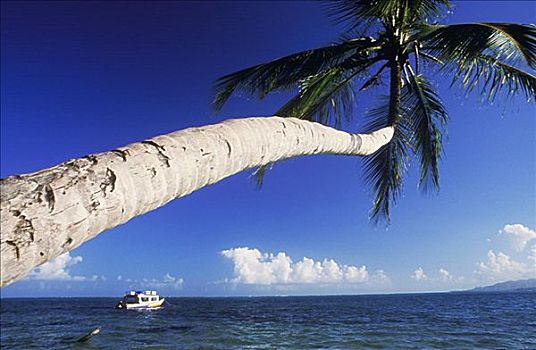 棕榈树,海洋,加勒比海