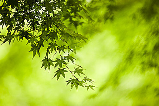 枝条,鸡爪枫,树,绿叶,轮廓,独特,叶子,形状